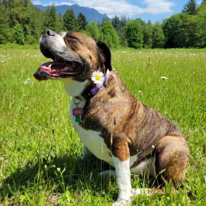 Ellie of the Wildflowers