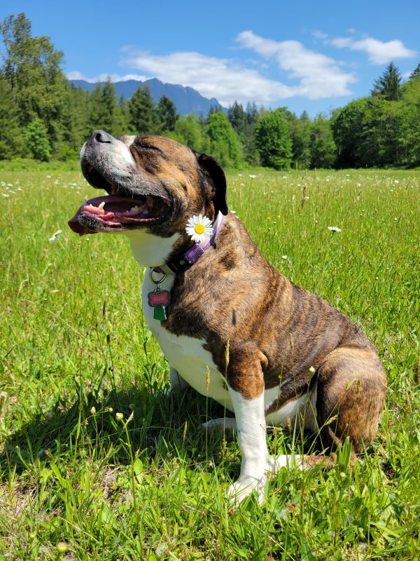Ellie of the Wildflowers