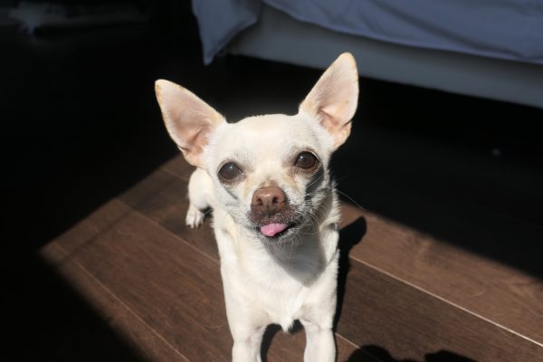 Brandi the Chi