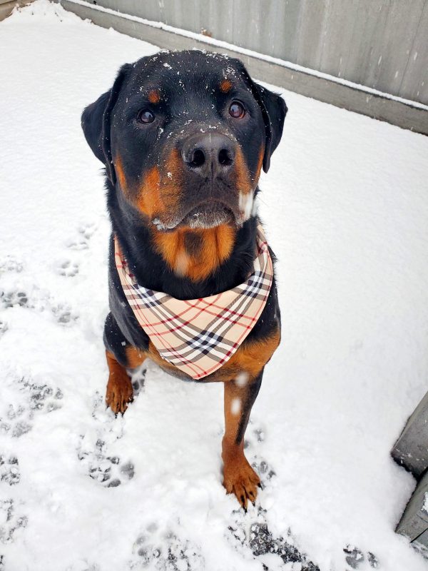Our Warrior Diesel