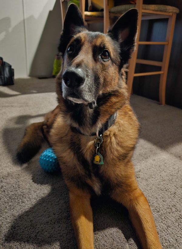 Brutus