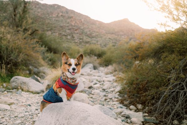 Bentley's Last Hike