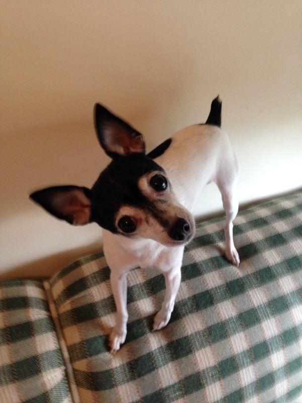 Chester