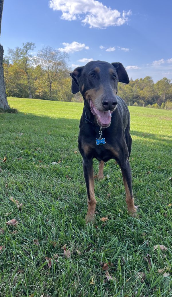 Cooper