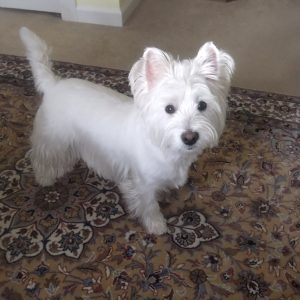 Sweet Westie Luca