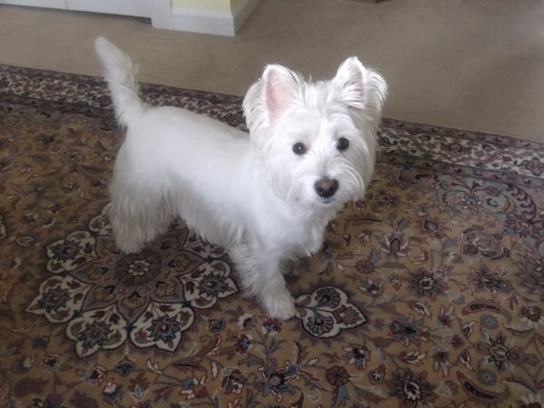 Sweet Westie Luca