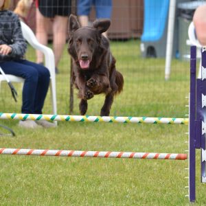 Zuri's First Agility Trial