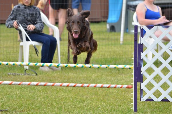 Zuri's First Agility Trial
