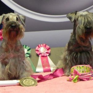 Mother and Daughter at AKC Agility Invitaional