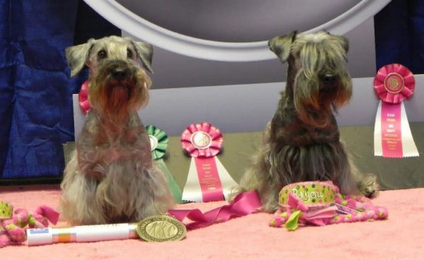 Mother and Daughter at AKC Agility Invitaional