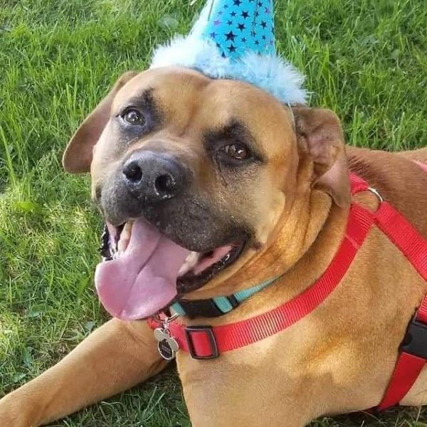 Happy Gotcha Day