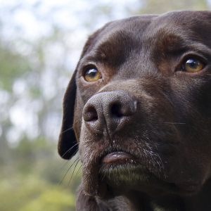 Angel Eyes, Heavenly Sight