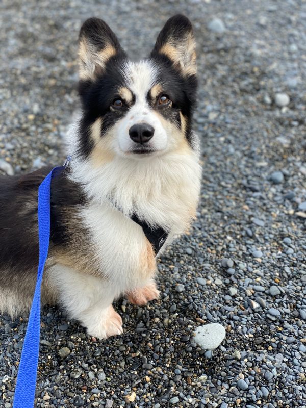 Corgi Summer