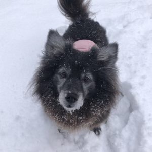 Pink Paw Angel Luci in the Snow