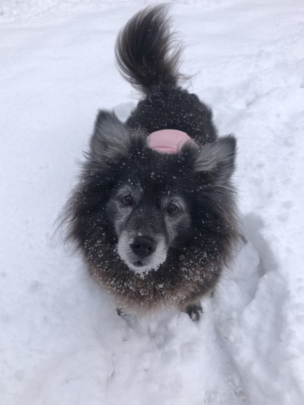 Pink Paw Angel Luci in the Snow