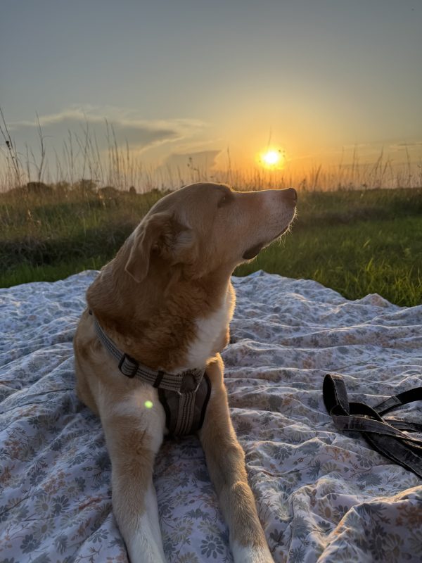 The last sunset