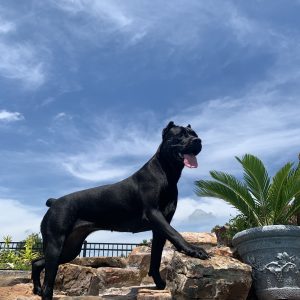 Dalia’s First Swim