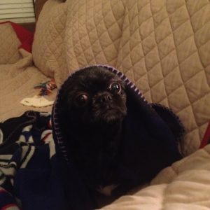 Munchkin Cottrell/ Helfant