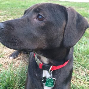 Stark: Still Standing Strong