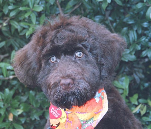 Puppy Jazz