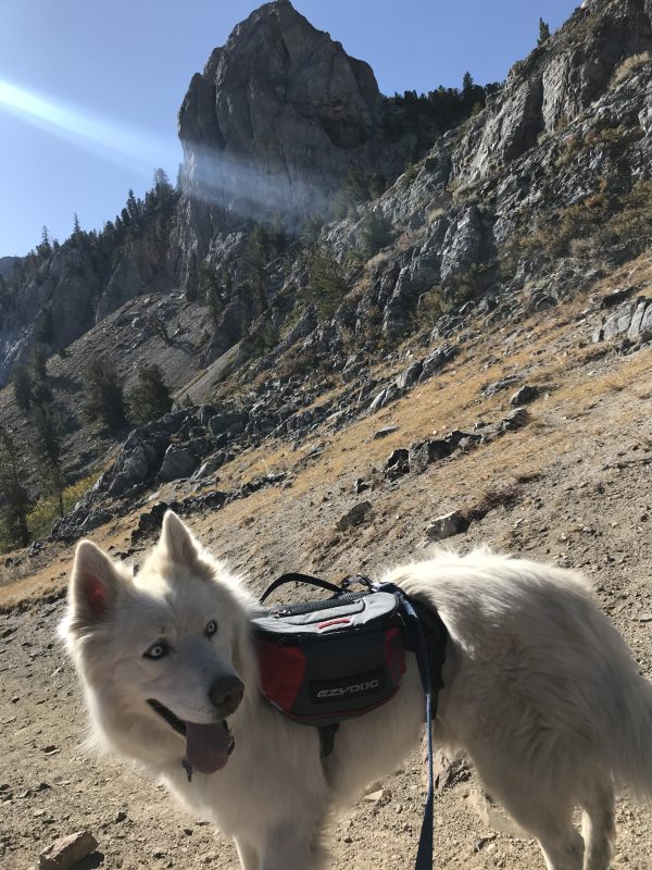 Odin is Bonkers