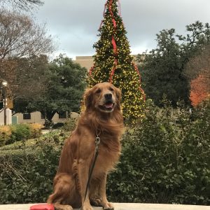 A Merry Golden Christmas