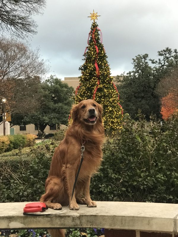 A Merry Golden Christmas