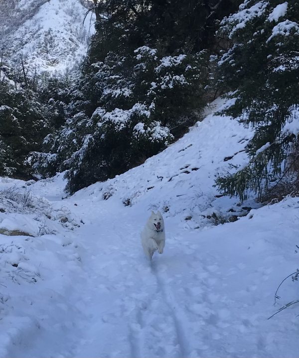Odin is Bonkers 3