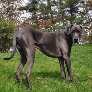 My heart and soul Dane