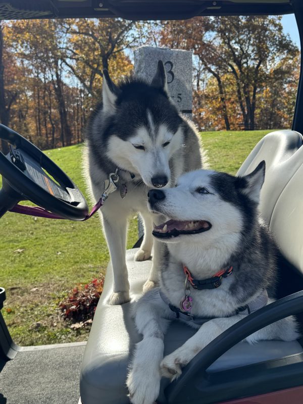 Koda and Portia