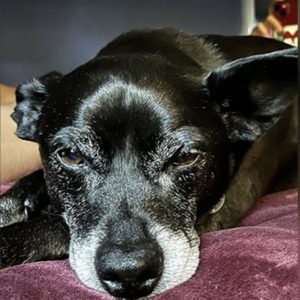 Sheppy…our sweet boy