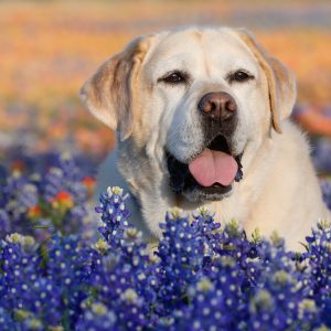 Bonnie in the Bluebonnets