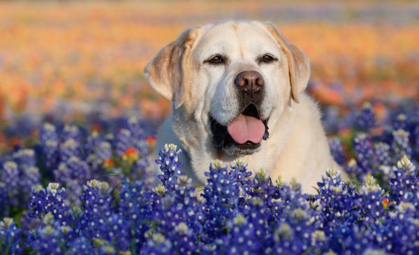 Bonnie in the Bluebonnets