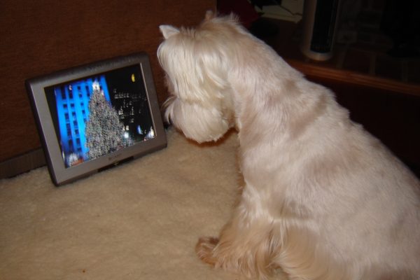 Nico and his very own TV