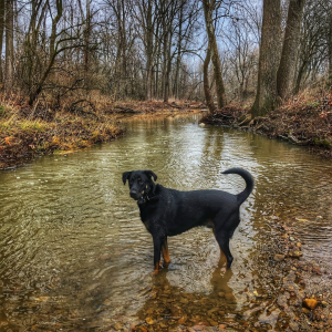 Niko the Brave: Creekside Moments of a Warrior