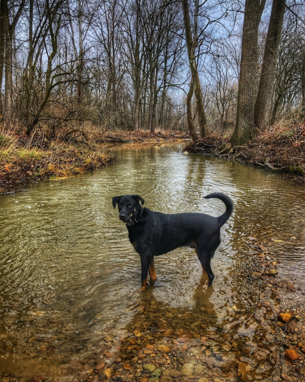Niko the Brave: Creekside Moments of a Warrior
