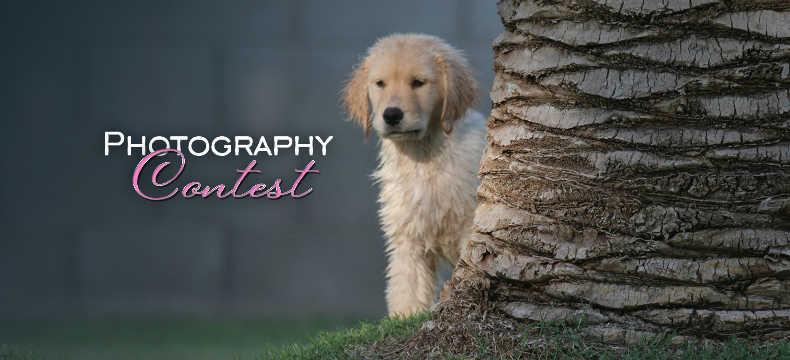 NCCF Photo Contest