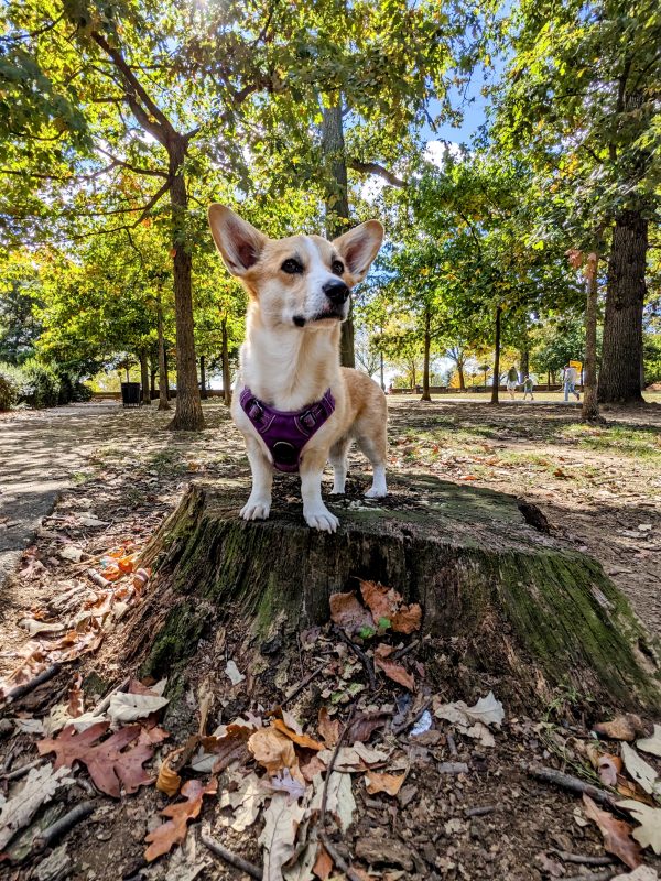 Stumpy Yet Stubborn