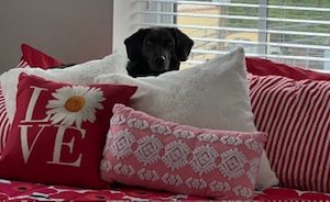 Tita Hadid Love Pillows