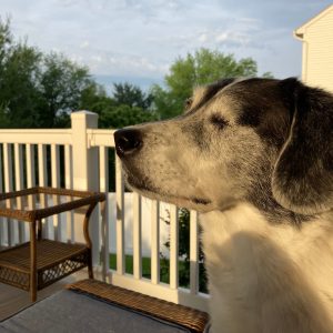 Bella enjoying her morning on the porch