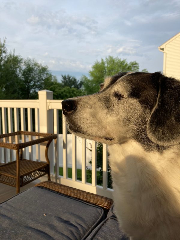 Bella enjoying her morning on the porch