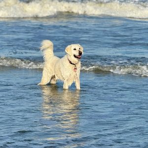 Billie; celebrating her 6 th birthday chasing the waves