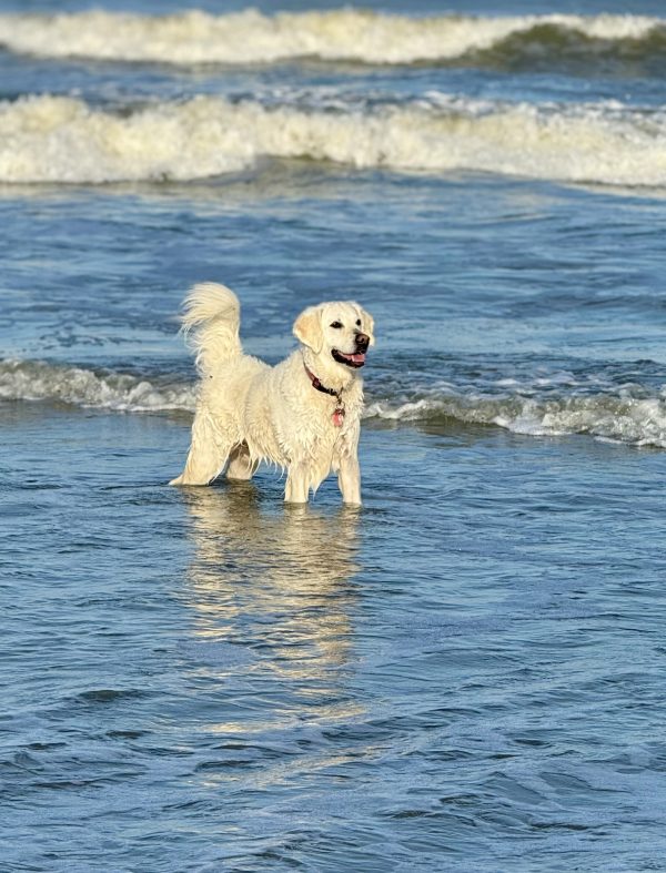 Billie; celebrating her 6 th birthday chasing the waves