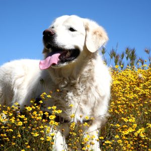 Jake and the wildflowers