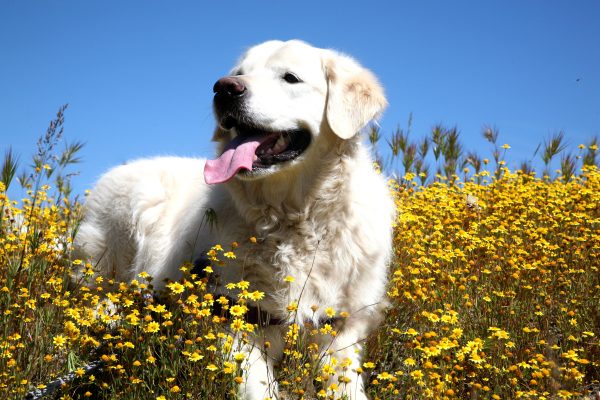 Jake and the wildflowers