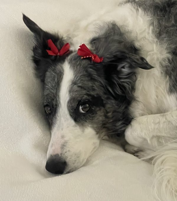 Sasha’s Noel