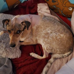 Scout, Our Warrior Princess