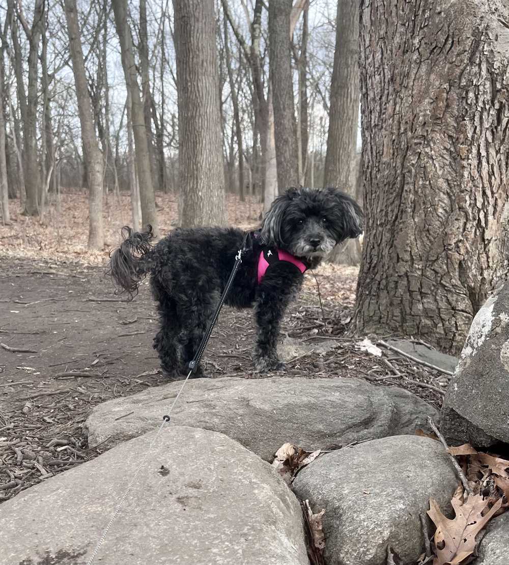 Sophie